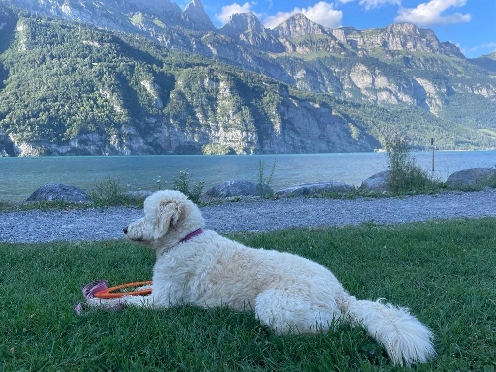 Doodle'S Amazing Chalet -Walensee - Flumserberg - Churfirsten - Heidiland - Pool - Sauna Mols エクステリア 写真